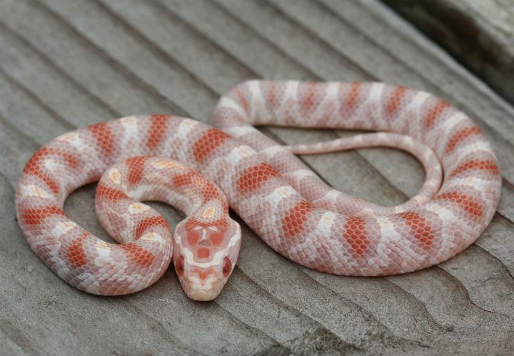 Reverse Okeetee Corn Snake